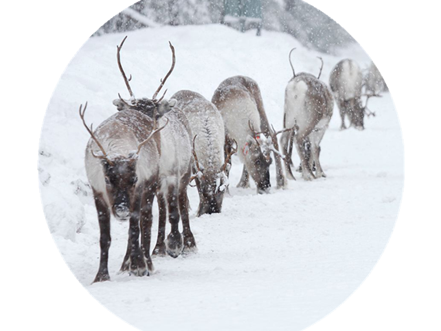  ▲ Reindeer on the road, winter. Photo.