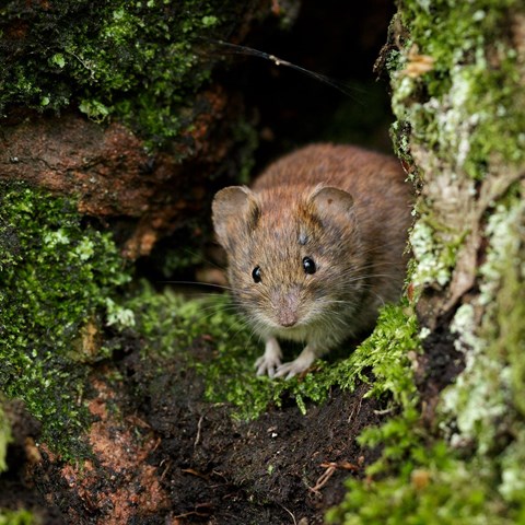 A vole in a forest. Photo.