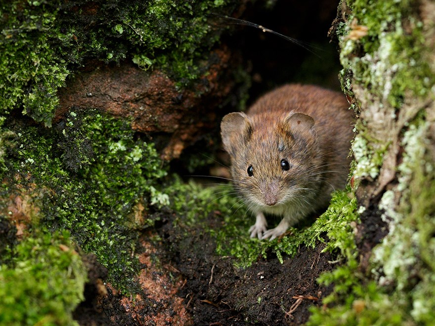 A vole in a forest. Photo.