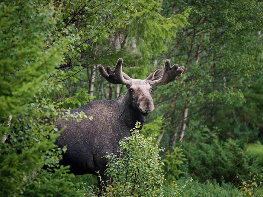 Älgtjur i lövskog. Foto.