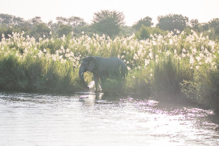 Elephant.