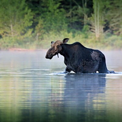 Älg i vattendrag. Foto.