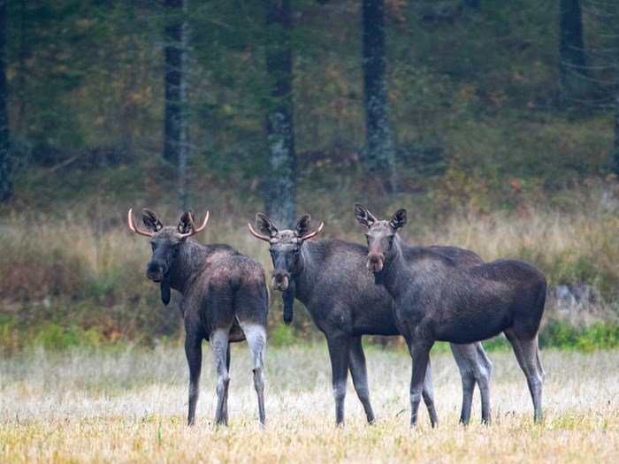 Three moose looking into the camera.