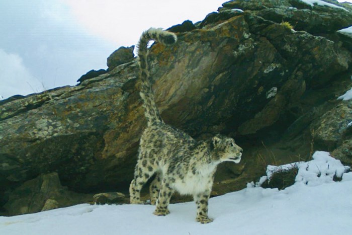 Snöleopard.
