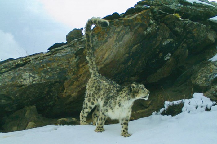 Snow leopard.