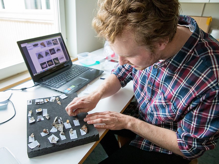  Oskar Lövbom species determines butterflies. Photo.