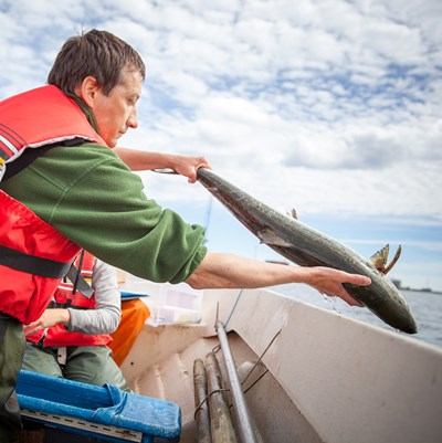 Forskare på båt släpper tillbaka stor lax i vattnet. Foto.