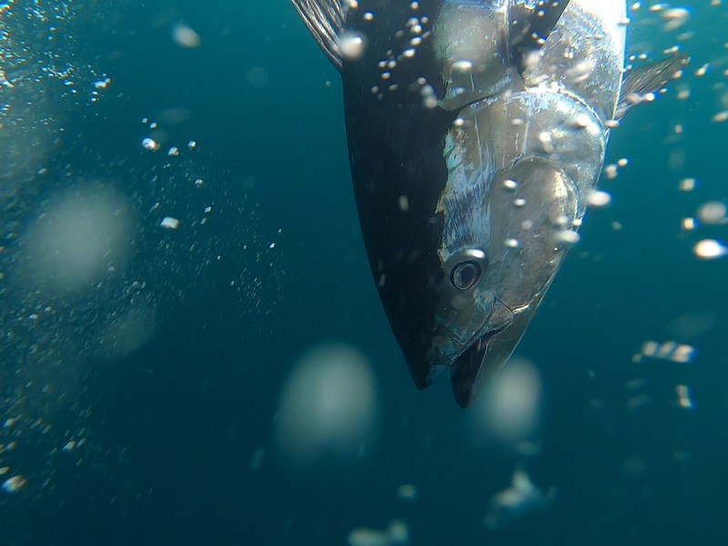 Blåfenad tonfisk fotad under vatten.