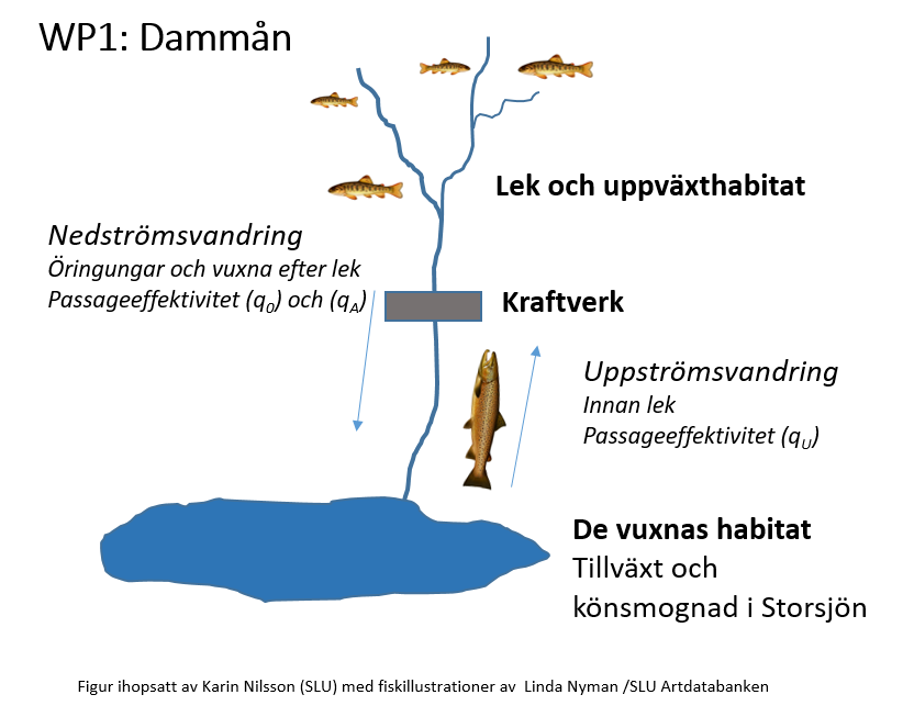 Illustration som visar hur öringar använder Dammån.