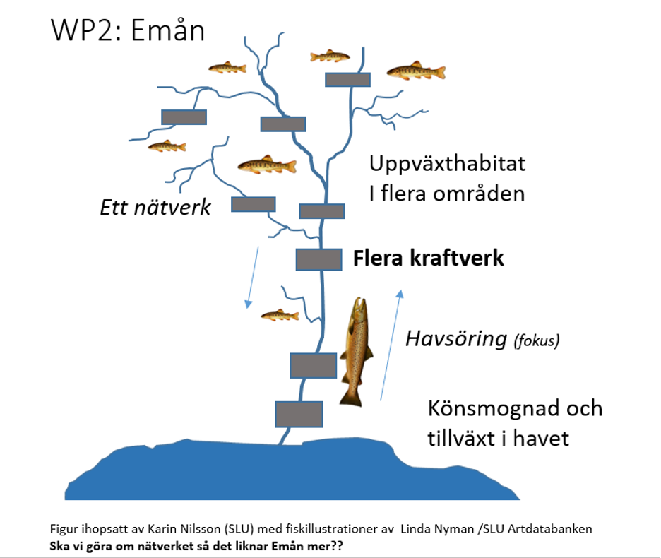 Illustration som visar hur havsöring använder Emån.