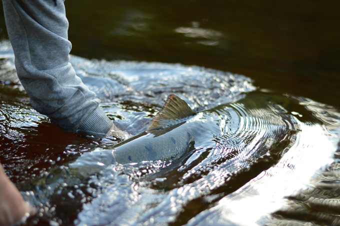 Händer håller en fisk i vatten. Foto.