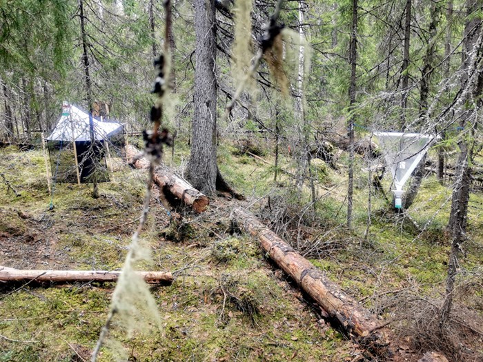Skog med olika typer av insektsfällor.