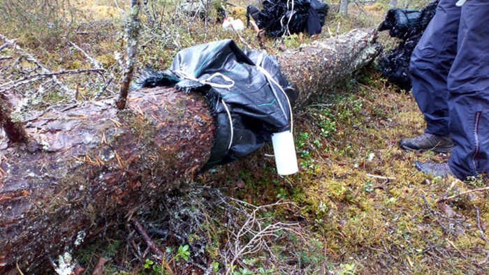 Trädstam med en plastbehållare fastsatt. Foto.
