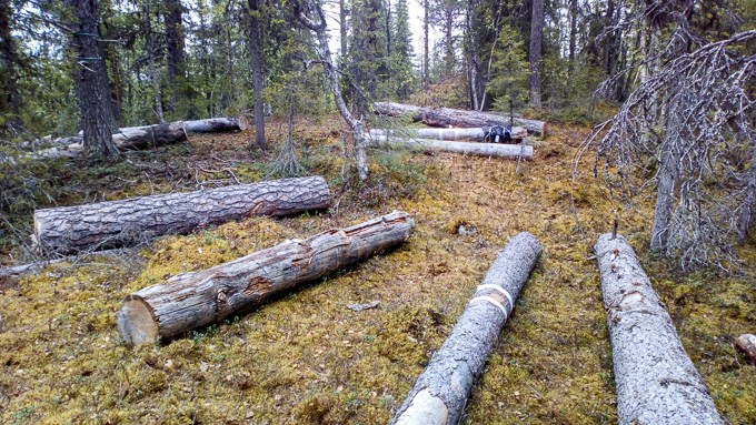 Trädstammar ligger utspridda i skogen. Foto.
