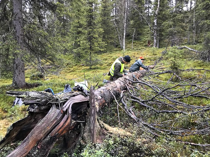 Two people work by a lying tree. Photo.