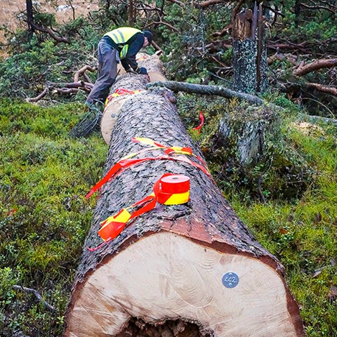 A person marks a tree trunk with warning tape. Photo.