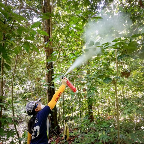 Kvinna i skyddsutrustning sprejar ett träd. Foto.