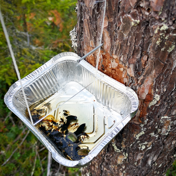 Folieform med insekter på trädstam. Foto.