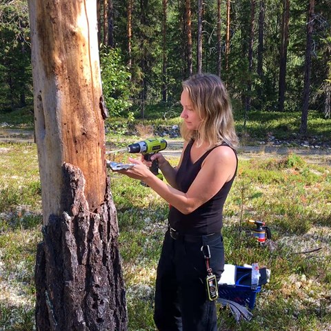 Paulina Bergmark borrar i ett träd. Foto.