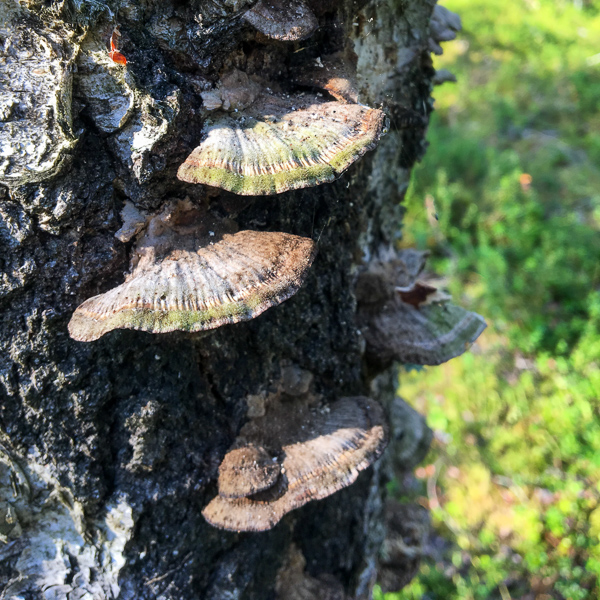 Svamp på björkstubbe. Foto.