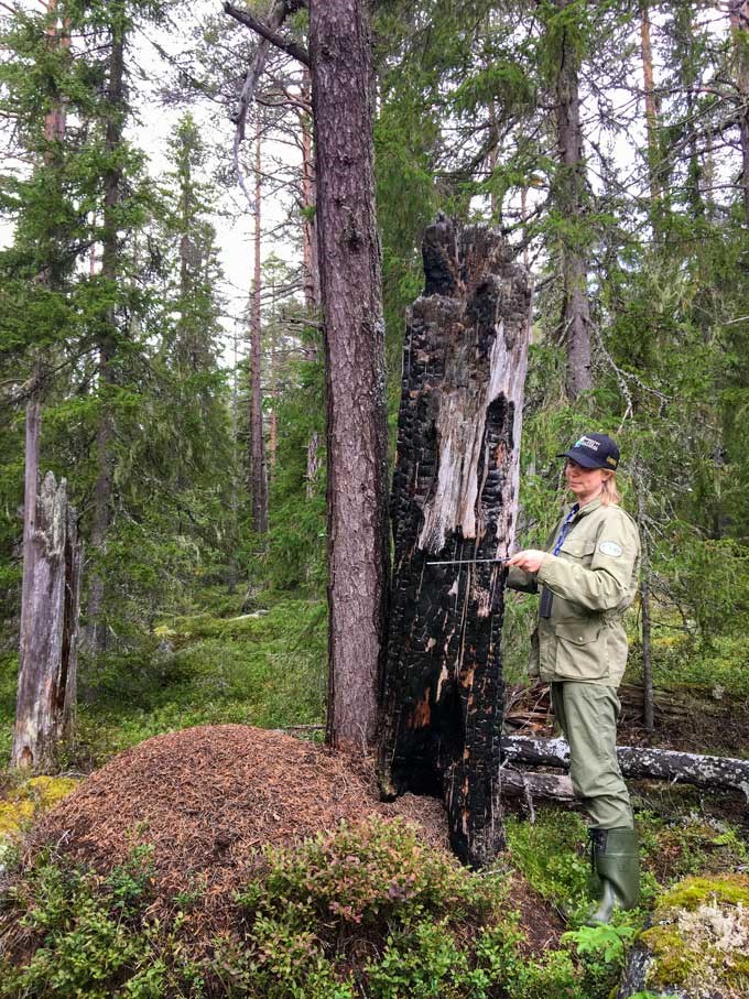 Anne-Maarit Hekkala mäter ett bränt träd i skog. Foto.