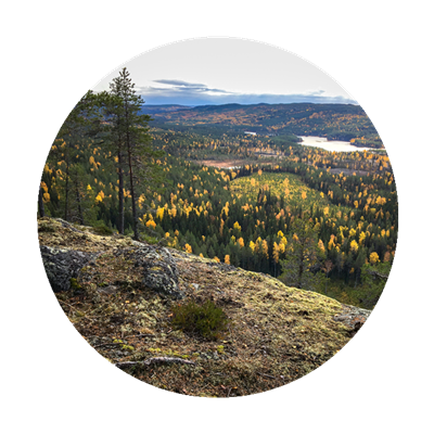 Skogslandskap. Foto.