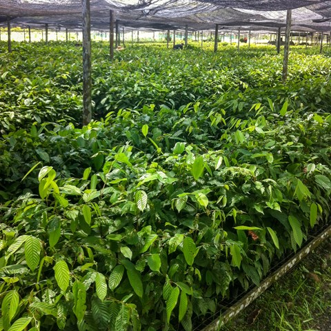 Tropiska trädplantor i en plantskola. Foto.