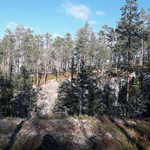  Pine forest growing on rocky ground.