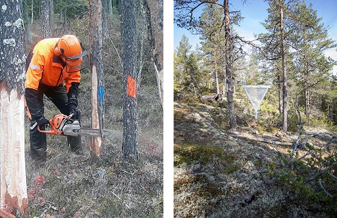 Två bilder. Vänstra bilden visar en man i orange skyddskläder som sågar med motorsåg. Högre bilden visar en vit trekantig platt anordning med en behållare fäst nedtill uppspänd mellan träd.