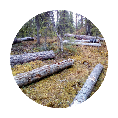 Trädstammar ligger utspridda i skogen. Foto.