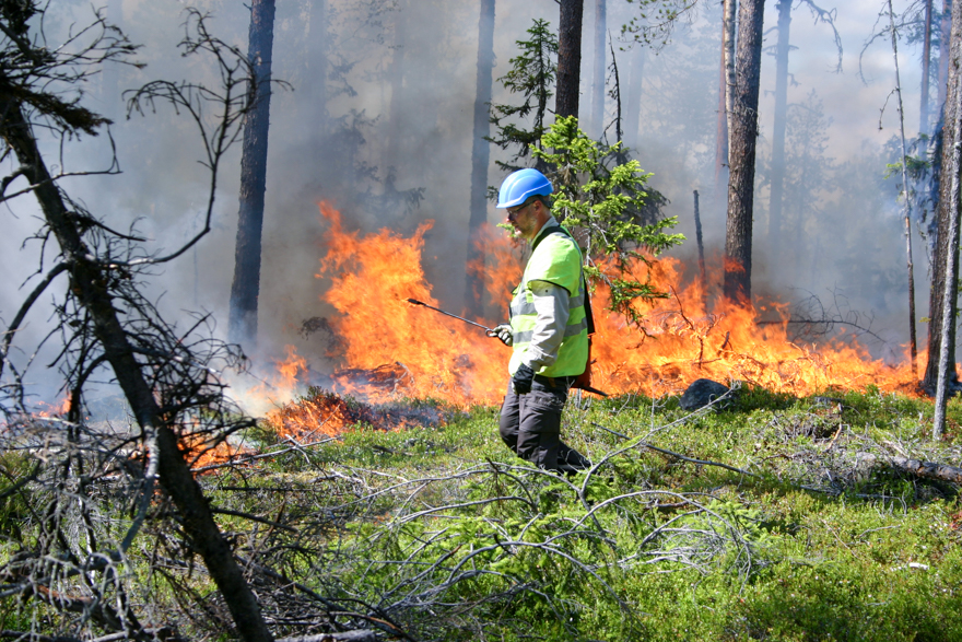 Man i skyddsväst i brinnande skog.