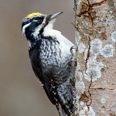 Svartvit fågel med gult på huvudet sitter på en trädstam.