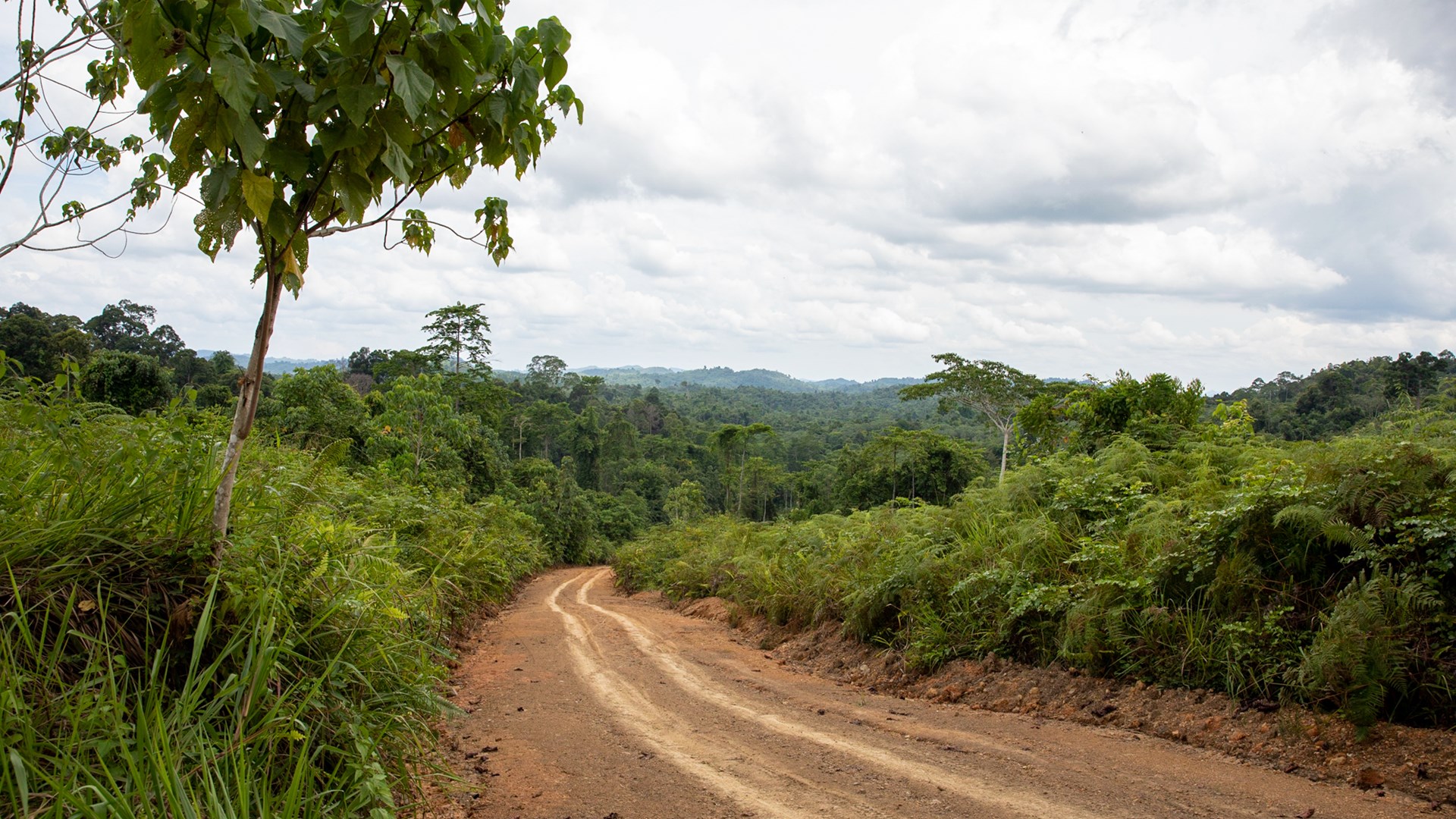 Road in rainforest.