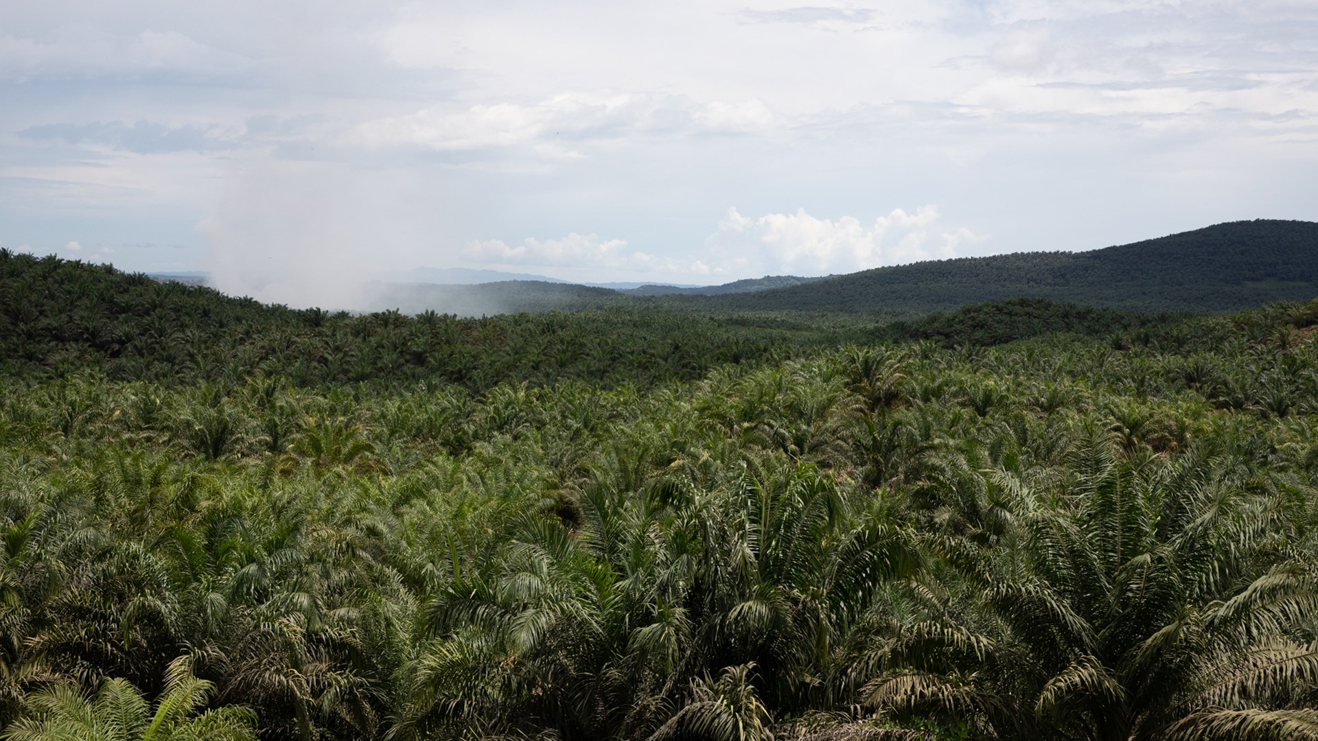 Oil palm plantation.