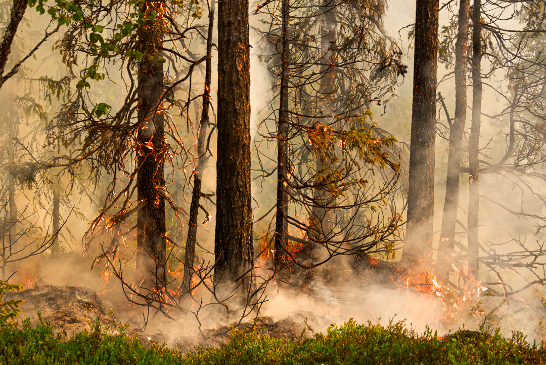 Forest on fire. Photo.