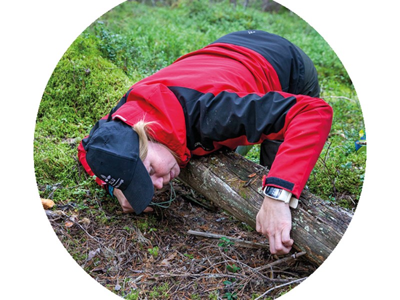 Person looking under a log in the forest