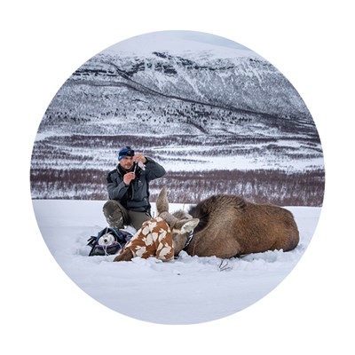 Person in the mountains next to a moose lying down with a blind fold