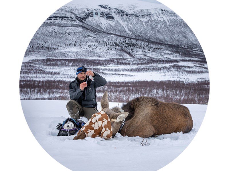 Person in the mountains next to a moose lying down with a blind fold