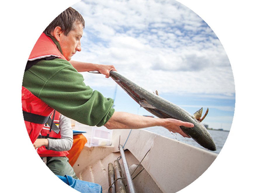 Man putting a fish back into the water