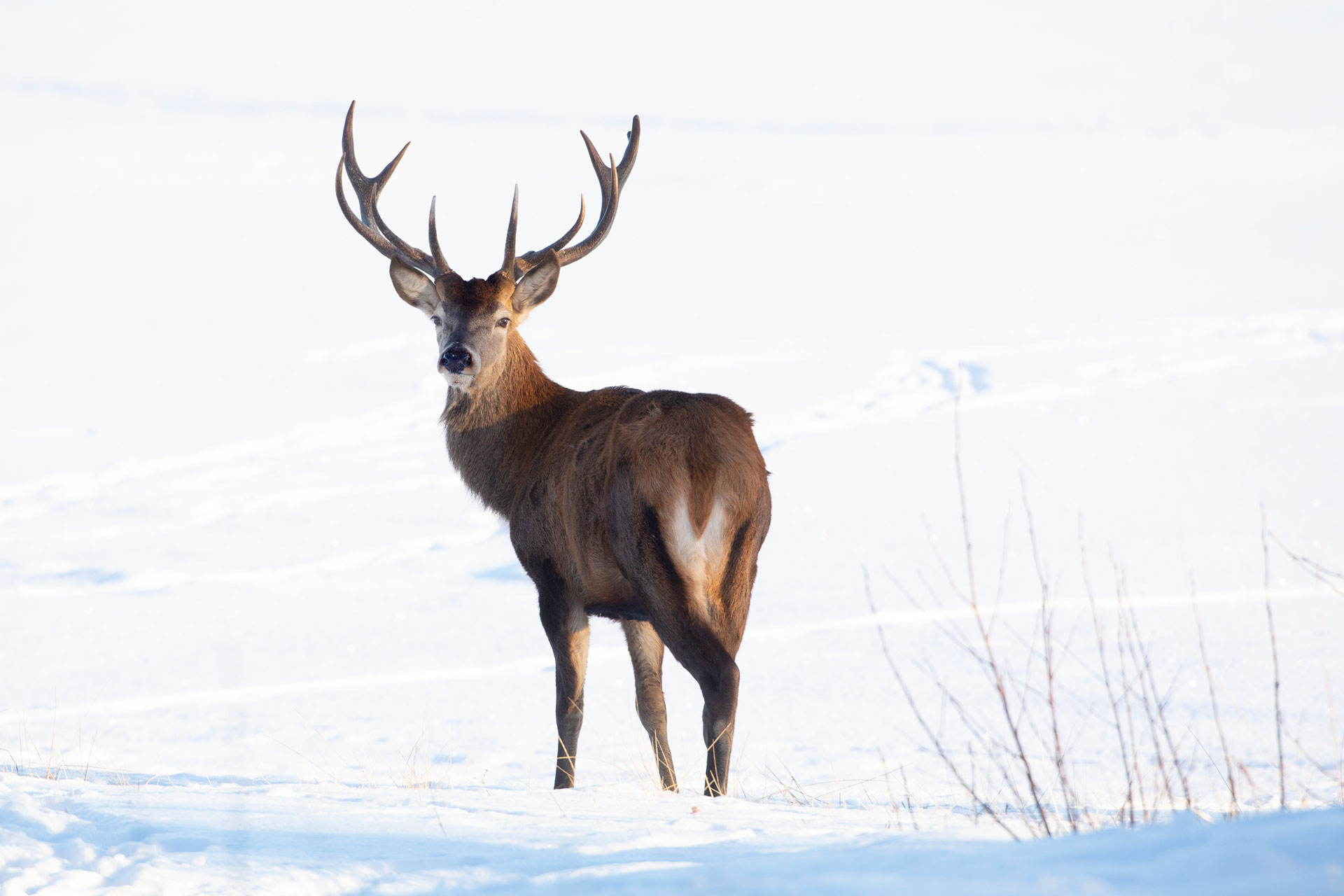 Kronhjort i snötäckt landskap.