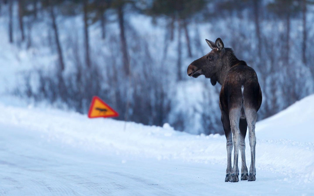 Älg på bilväg. Vinter.