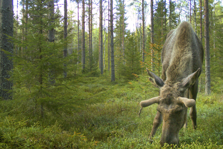 Älg betar bärris.