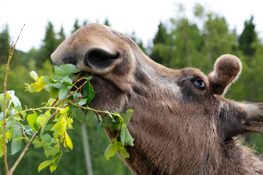 Älg som betar blad.