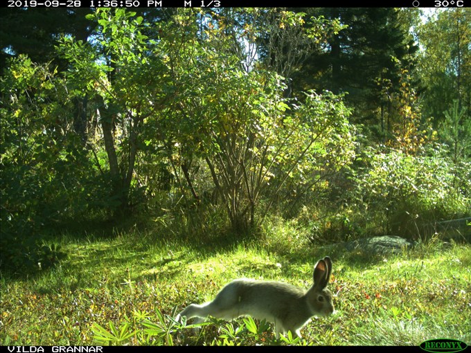 Bild från viltkamera i trädgård: hare.