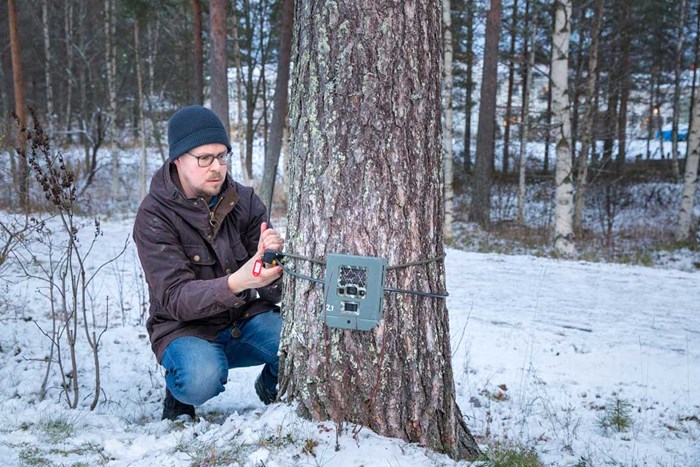 Man monterar viltkamera på träd. Snö på marken. Foto.