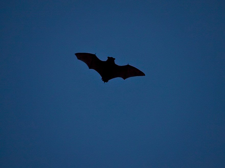 Flygande fladdermus. Foto.