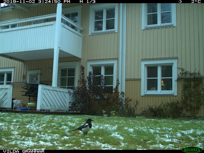 Bild från viltkameran.