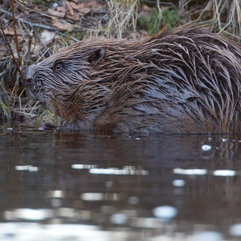  Beaver in water.