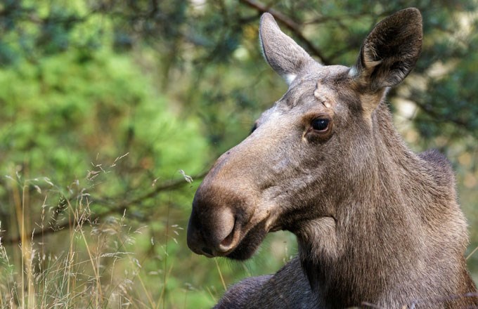 Moose. Photo.