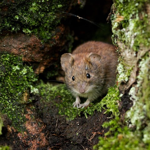 Vole in forest. Photo.